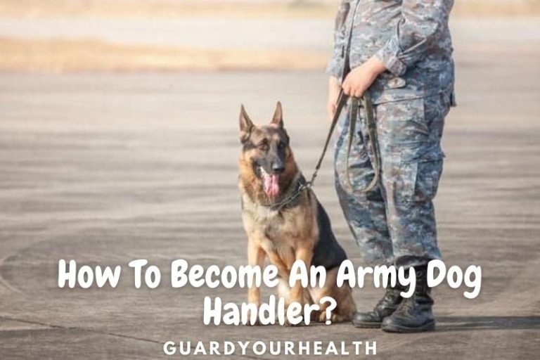 How To Become An Army Dog Handler And A K 9 Police Office 2022